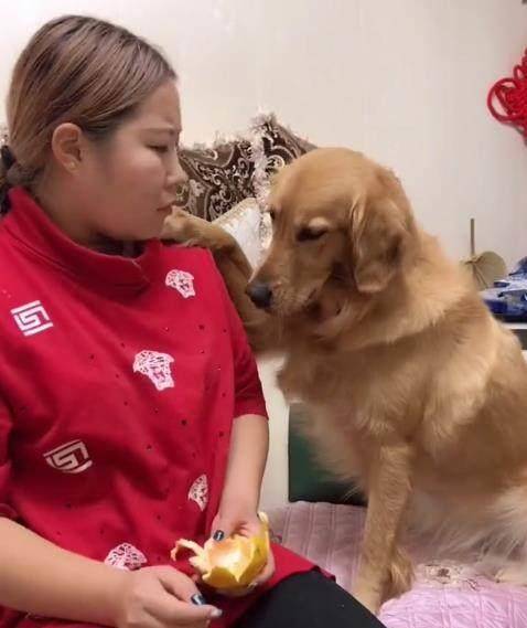 妹妹遭遇金毛突袭，哥哥的英勇救场与训狗教育