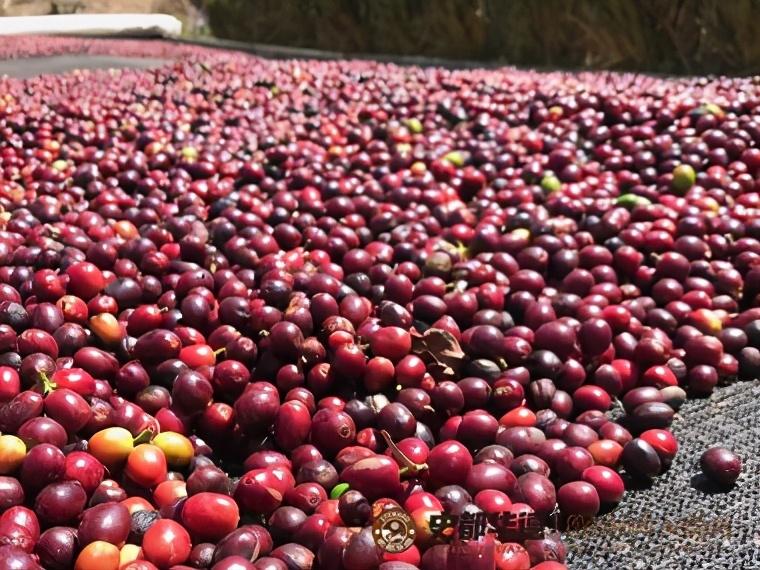 咖啡店一杯咖啡的成本解析