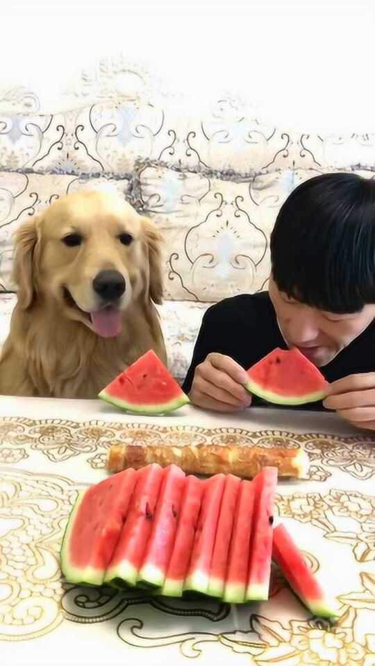 西瓜，这么会吃，和我商量了吗？