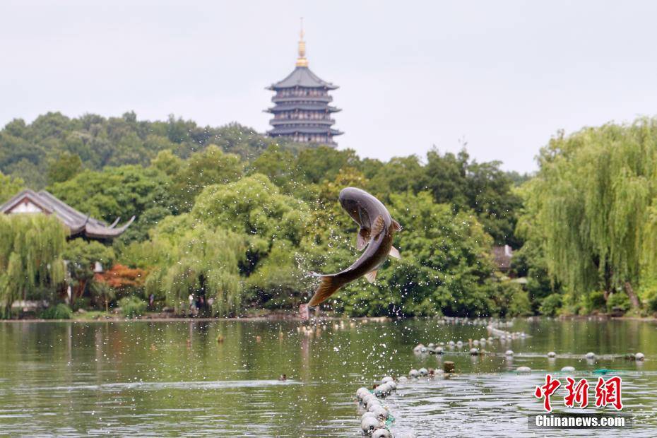 西湖频现鱼跃龙门——探寻生态奇迹背后的故事