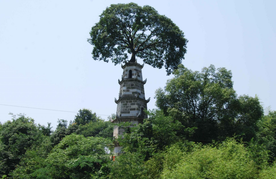 湖北一明代古塔上长了一棵朴树是的，湖北省内的一座明代古塔上长出了一棵朴树。这座古塔是当地的标志性建筑，而朴树则成为了这座塔的独特景观之一。